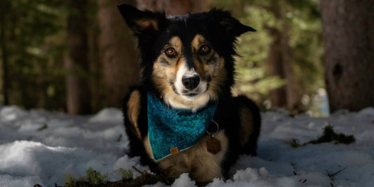 Trail Tails From Taos